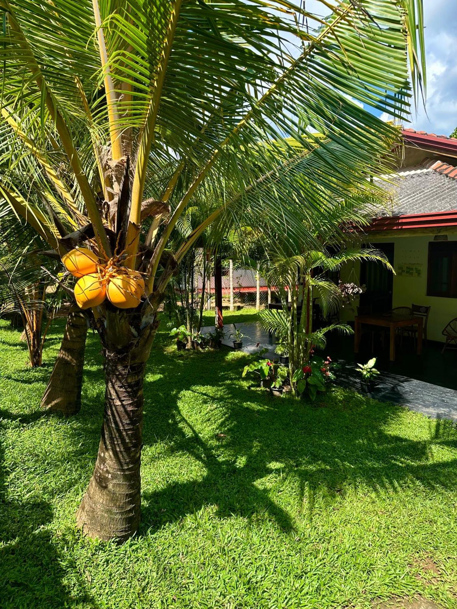 Jasmin Homestay Marakolliya Tangalle Eksteriør billede